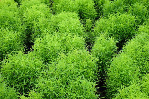 绿色装饰植物背景