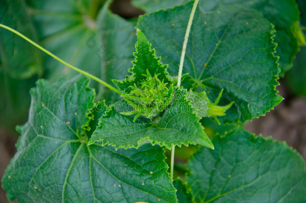 绿色温室黄瓜植物在有机农业中的应用