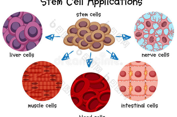 不同干细胞的图表