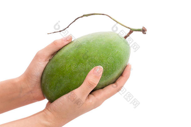 新鲜芒果-绿色芒果在妇女手上与孤立的白色
