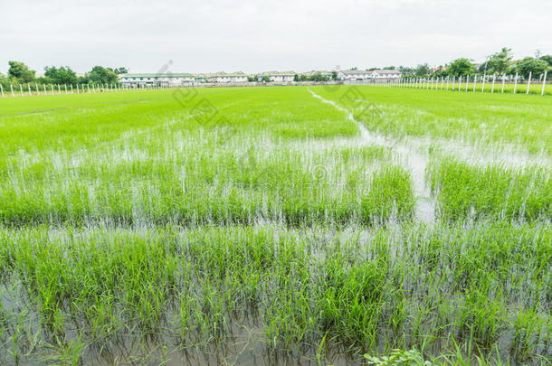 绿色的田野和<strong>白云</strong>的<strong>天空</strong>