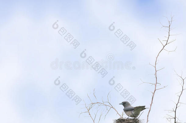 木燕子栖息在鸟巢上作为背景