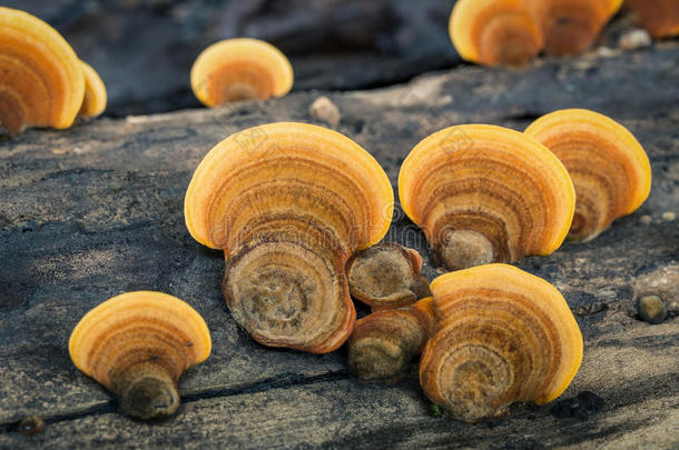 近距离关注黄色野生蘑菇