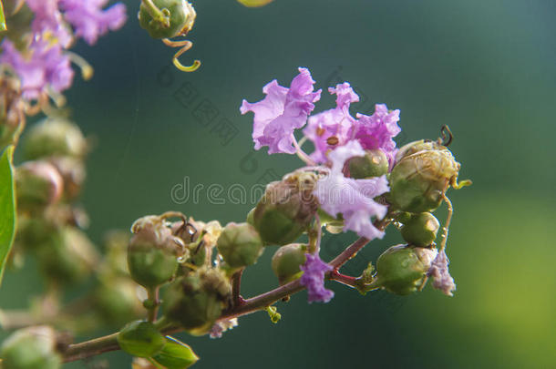 中国红泥花特写