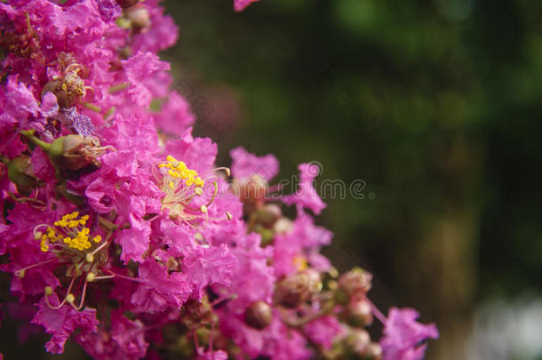 中国红泥花特写