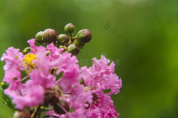 中国红泥花特写