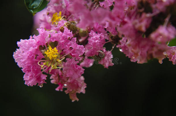 中国红泥花特写