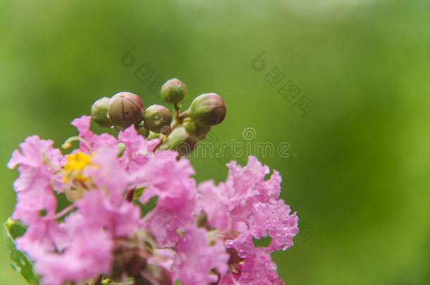 中国红泥花特写