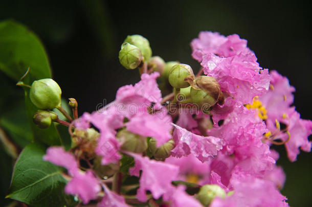 中国红泥花特写