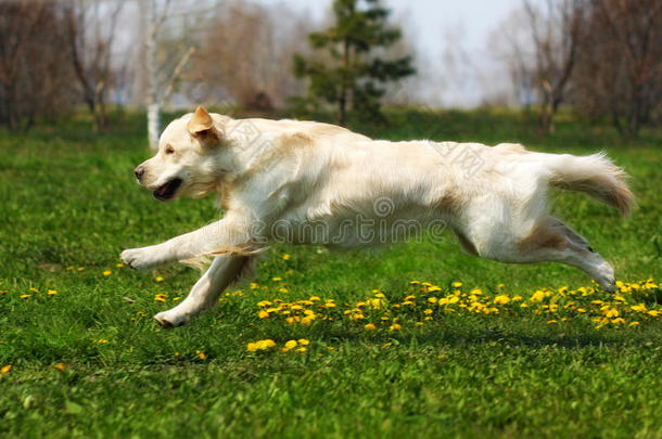 动物联合美丽的伙计犬科动物