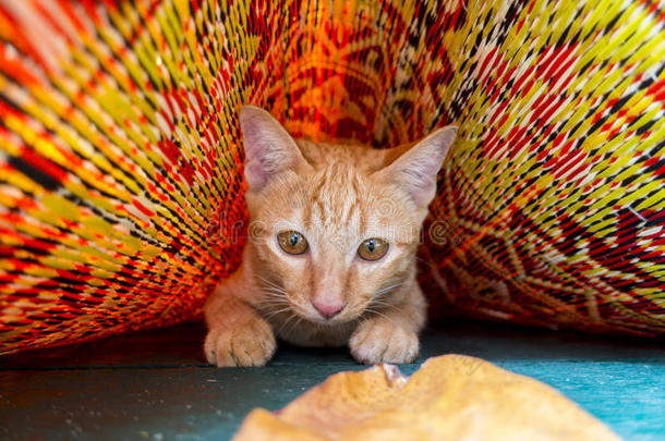 可爱的小猫/小猫/小猫在五颜六色的垫子上玩耍