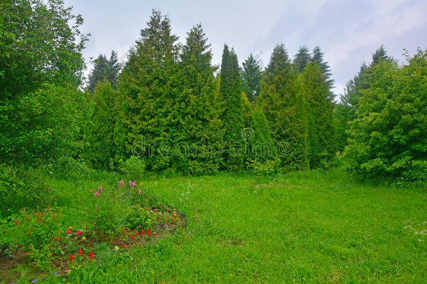 佩雷斯拉夫尔-扎莱斯基市树木学园的花草树木