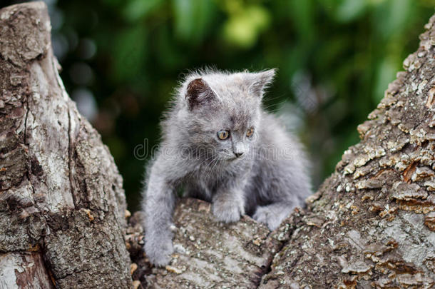 灰色可爱的小猫坐在树桩上