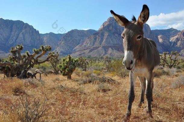 美国动物毛驴沙漠沙漠景观