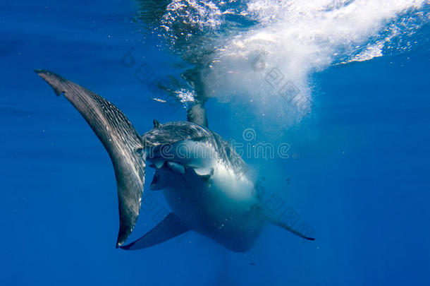 大<strong>白鲨</strong>准备在水下近距离攻击