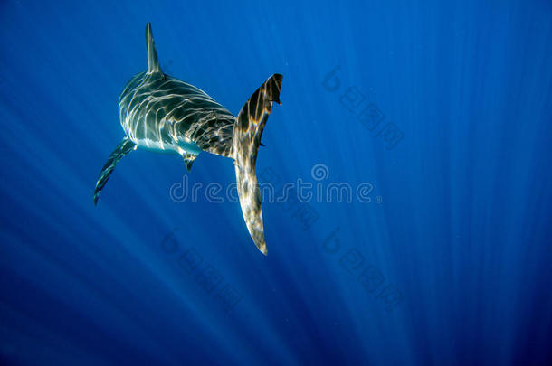 <strong>大白鲨</strong>准备在水下近距离攻击