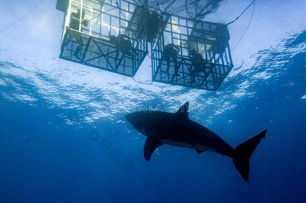 笼子潜水与大白鲨准备攻击