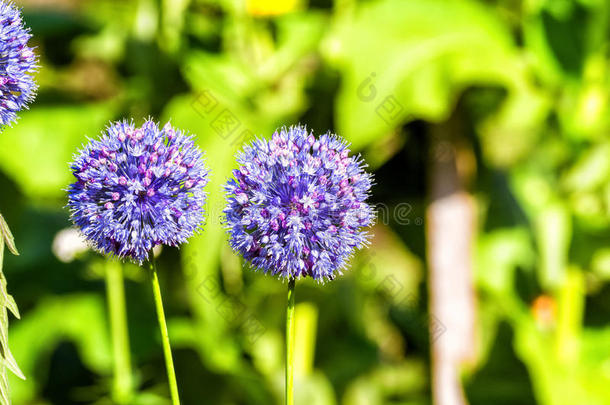 夏天花园里的花装饰蝴蝶结