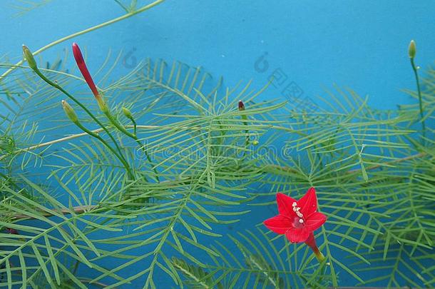 蓝色背景上的绿色藤蔓和红花