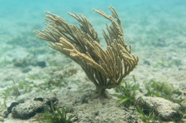 珊瑚在水流中摇曳