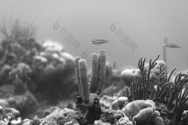 珊瑚管和鱼