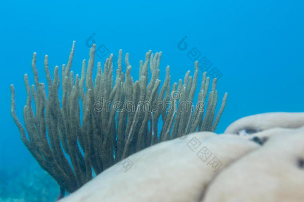 珊瑚卷须