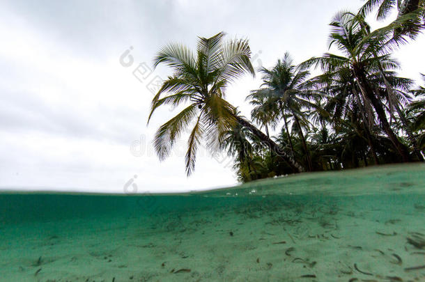 水海滩蓝色多云的椰子