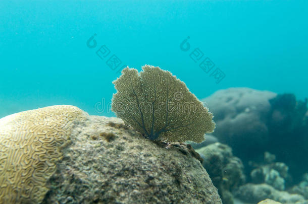 扁平的珊瑚叶