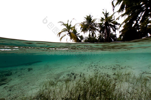 水海滩蓝色多云的椰子