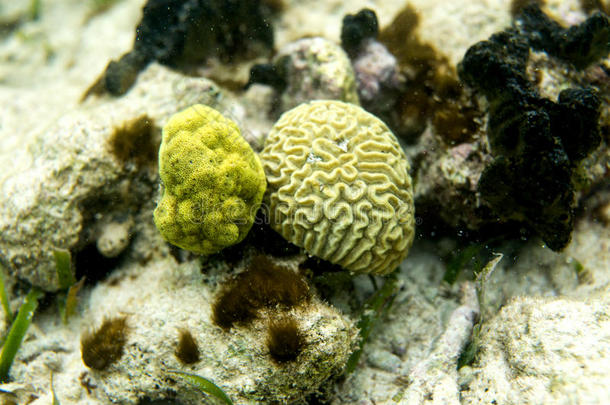 珊瑚草海洋<strong>摄影</strong>沙