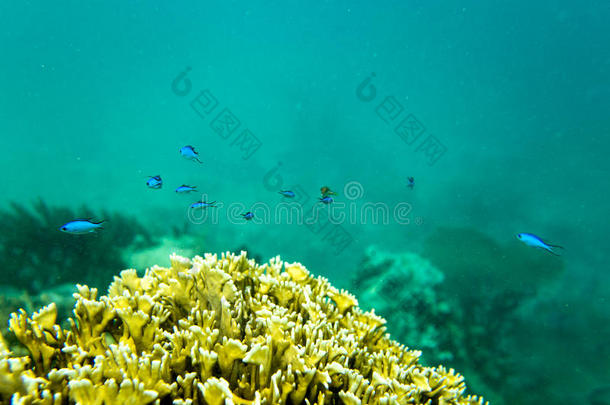 蓝色珊瑚鱼草海洋