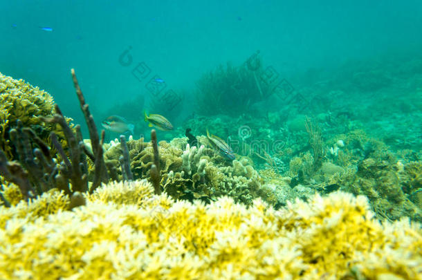 珊瑚鱼草海洋摄影