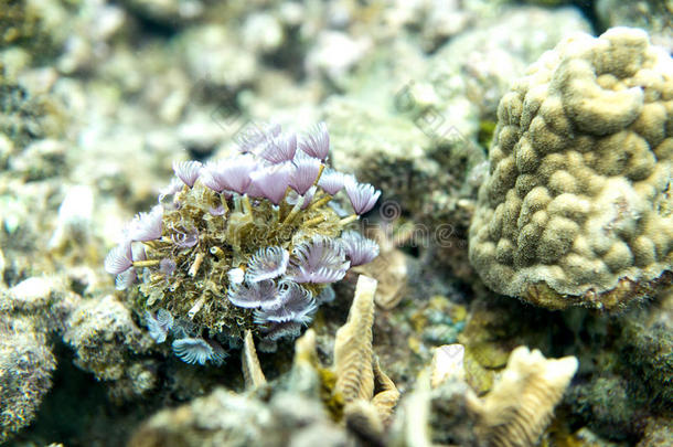 令人大为惊奇的珊瑚居住自然海洋