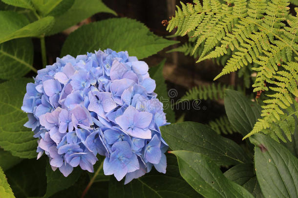 春天花园里的蓝色绣球花