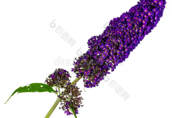 一种蝴蝶灌木的紫色花朵的枝条（布杜贾·达维迪）