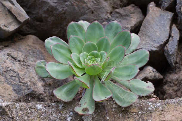 摘要凤仙花科风信子植物园开花