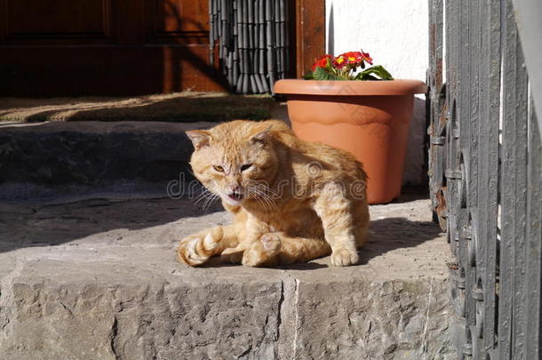 愤怒的猫