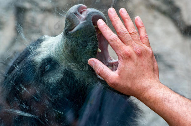 手放在窗户上，<strong>懒</strong>洋洋的亚洲黑熊