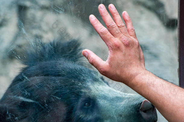 手放在窗户上，<strong>懒</strong>洋洋的亚洲黑熊