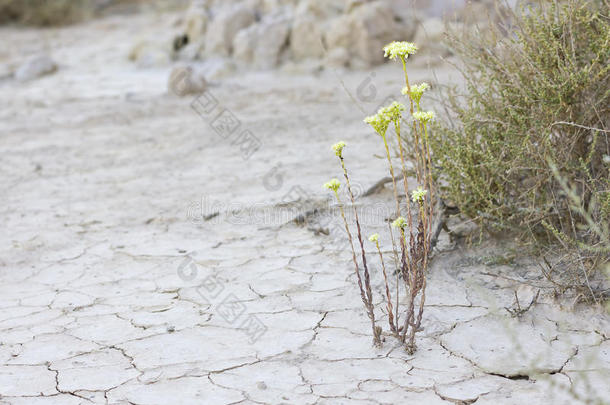 沙漠里的花。