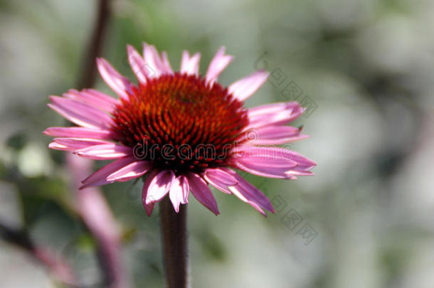 紫锥菊，紫锥花