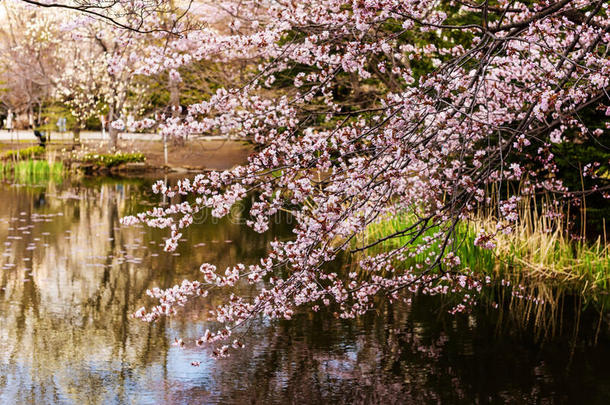 <strong>北海道</strong>湖边的樱花