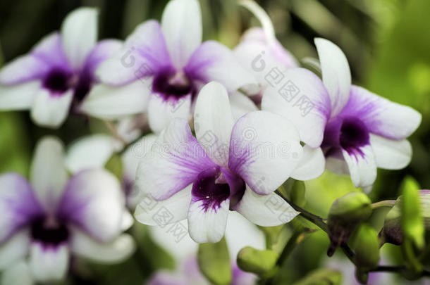 <strong>树状</strong>杂种，白色和紫色的兰花