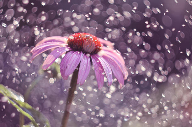 紫锥菊