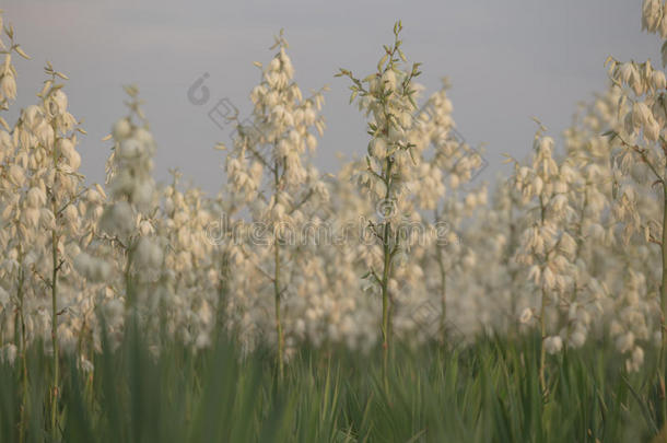 芳香天门<strong>冬</strong>科<strong>蜜</strong>蜂花萼丝状体