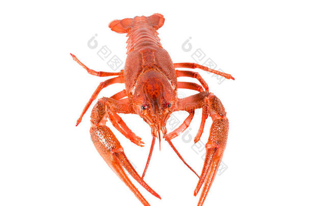 新鲜煮红<strong>小龙虾</strong>分离在白色背景。