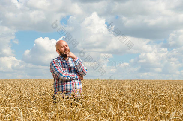 留着胡子的无毛农民站在麦田里环顾四周。 农民或农艺师检查小麦质量，收获时间