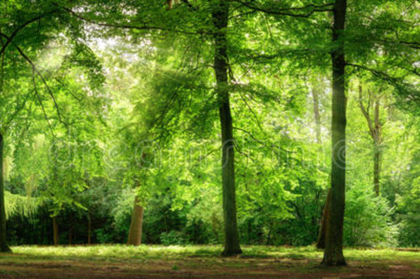 清新的绿色森林在梦幻般的柔和光线中
