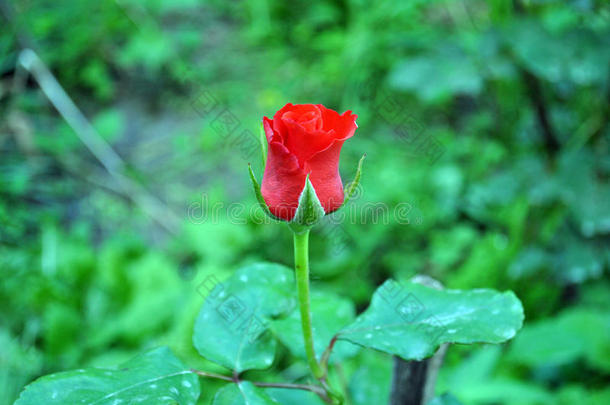 花房子自然近的情节