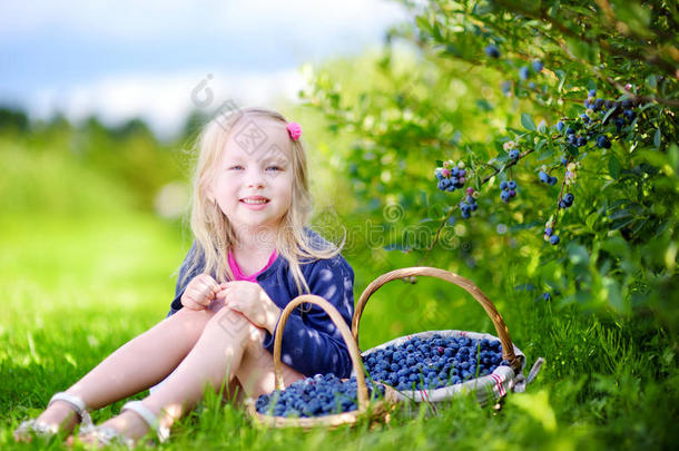 可爱的小女孩在有机蓝莓农场采摘新鲜浆果